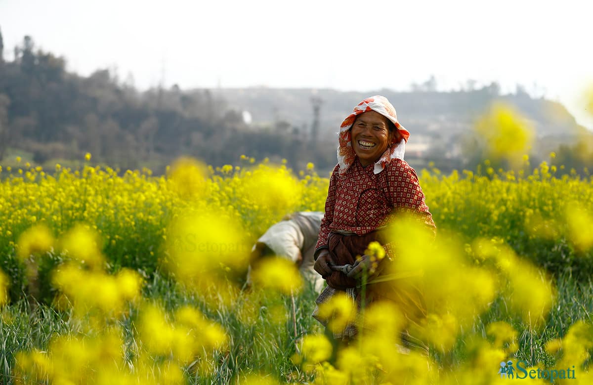 Hands holding mustard seeds, showing the start of the process.